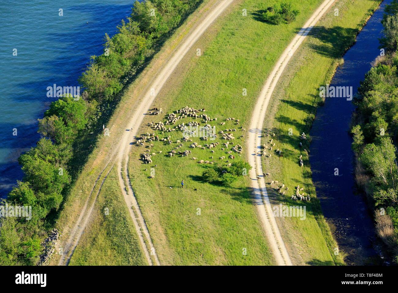 France, Gard, Roquemaure, island of Miemar, sheep on the banks of the Rhone (aerial view Stock