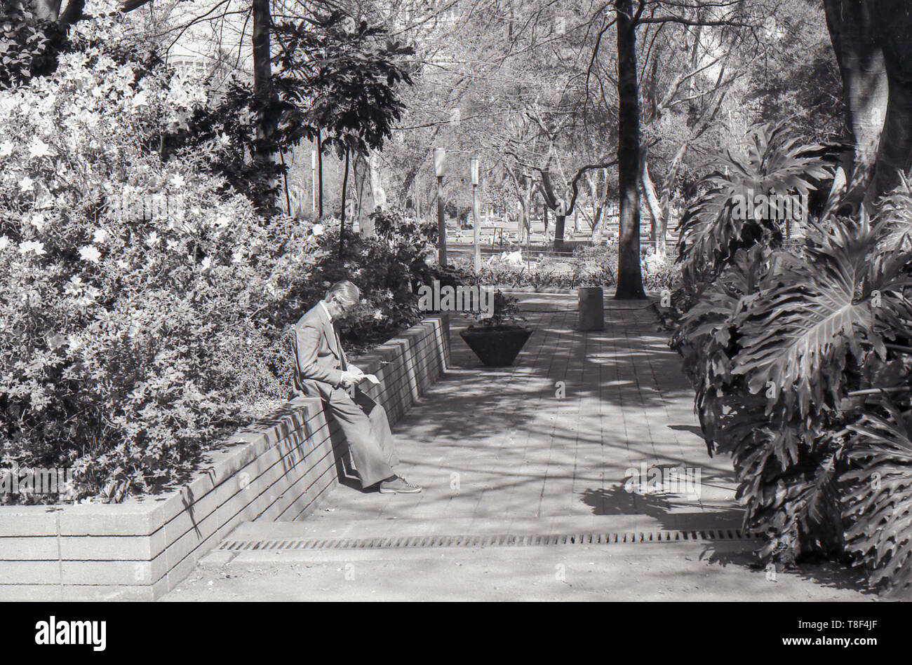 1977 Sydney Australia: A man dressed in a suit and wearing glasses finds a quiet sunny spot against a raised garden bed on a path inside Sydney's Hyde Park and reads a letter. Note the flared trousers. Stock Photo