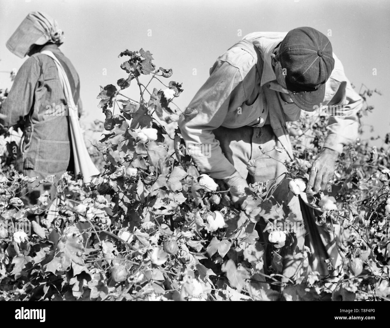 Cotton pickers. Southern San Joaquin Valley, California, circa 1936 Stock Photo