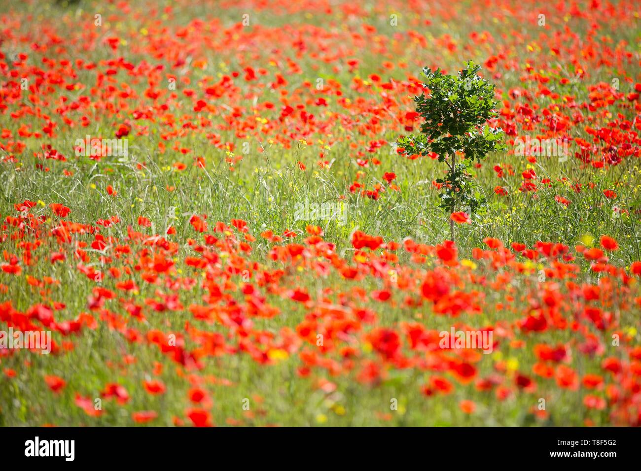 Poppies field in luberon france hi-res stock photography and images - Alamy