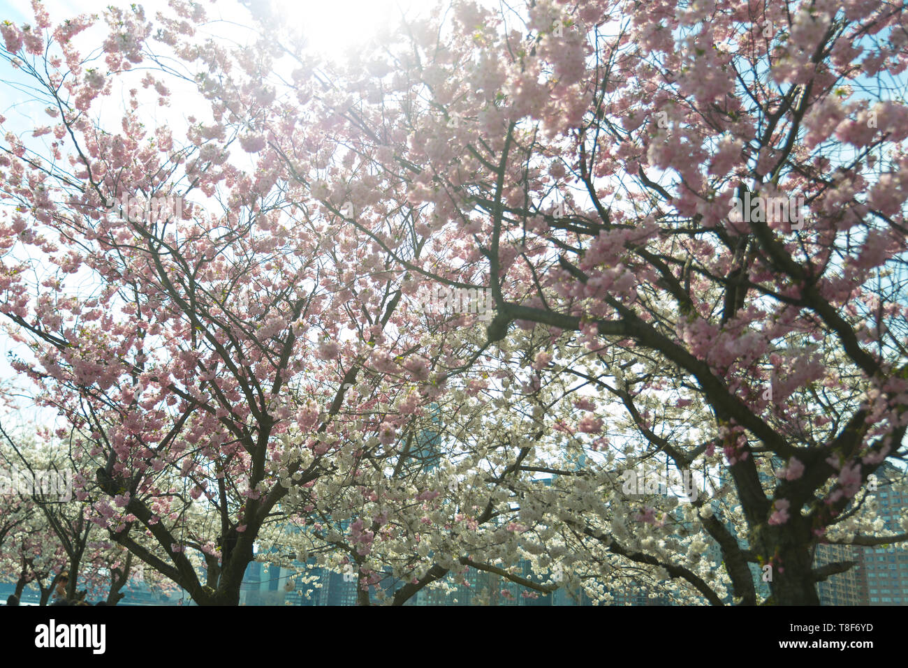 New York City Cherry Blossom Festival Stock Photo Alamy
