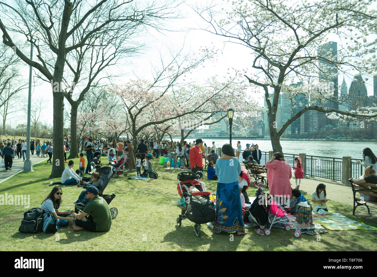 New York City Cherry Blossom Festival Stock Photo Alamy