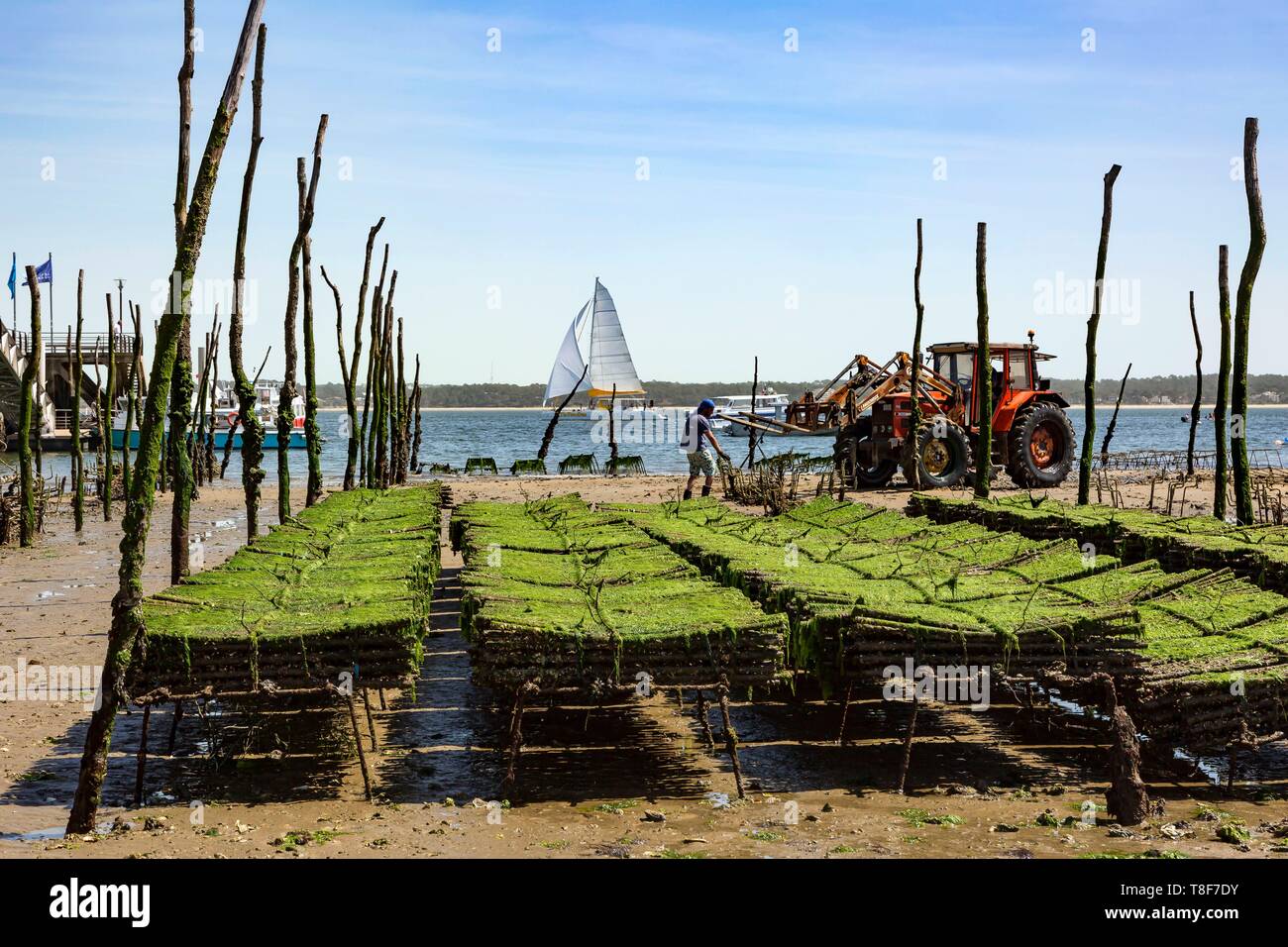 France, Gironde, Bassin d'Arcachon, CapFerret, oyster farming, oyster