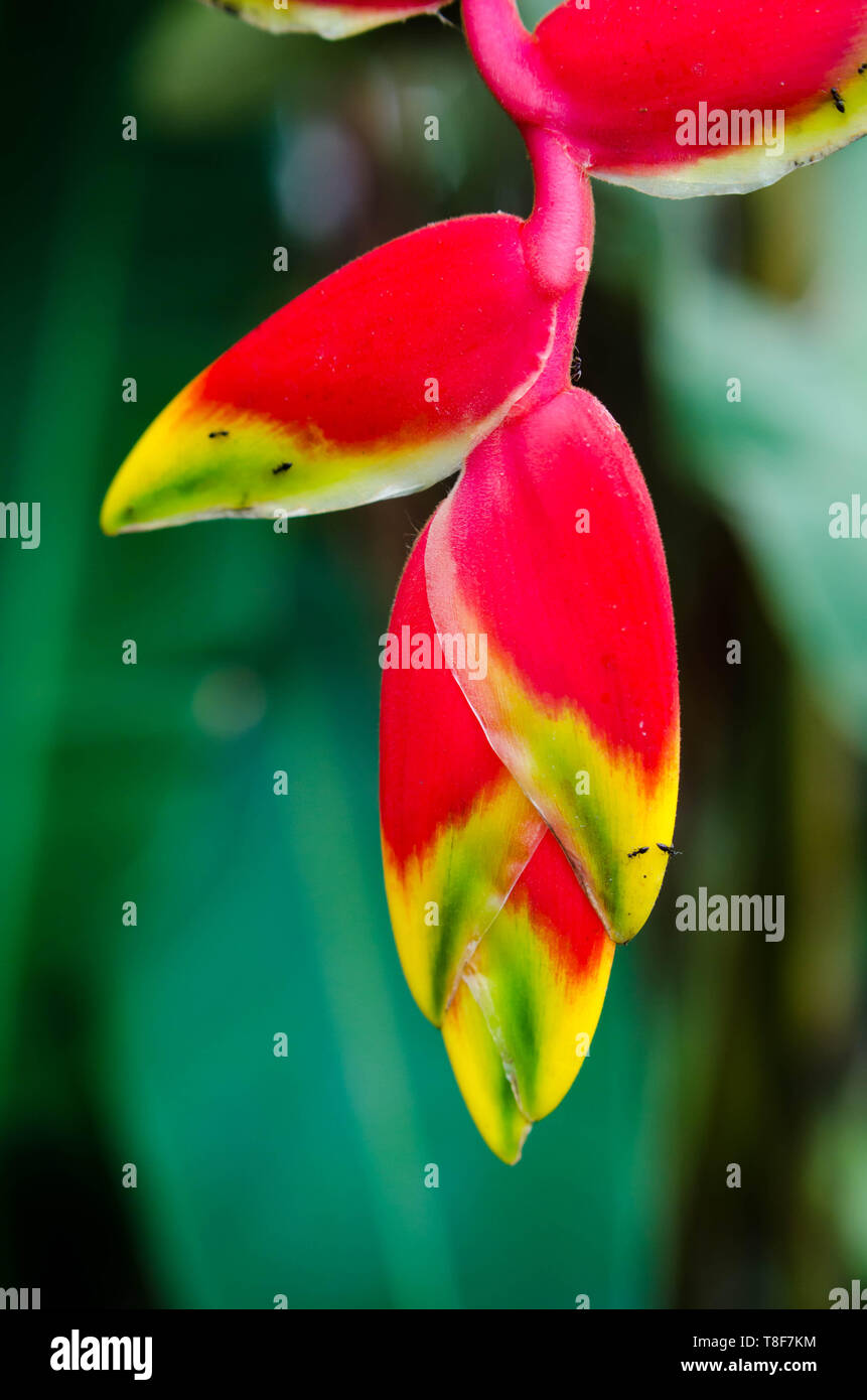 Vibrant inflorescence of a beautiful heliconia or false bird of paradise flower Stock Photo
