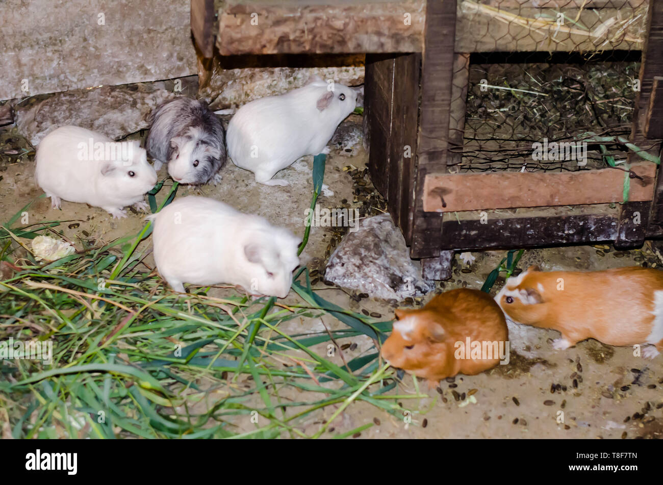 Ginea High Resolution Stock Photography And Images Alamy