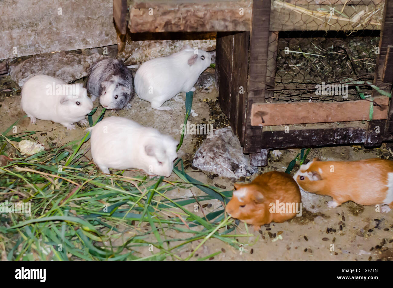 In Peru, guinea pigs, known as 'cuy,' are commonly bred at home for consumption. Stock Photo