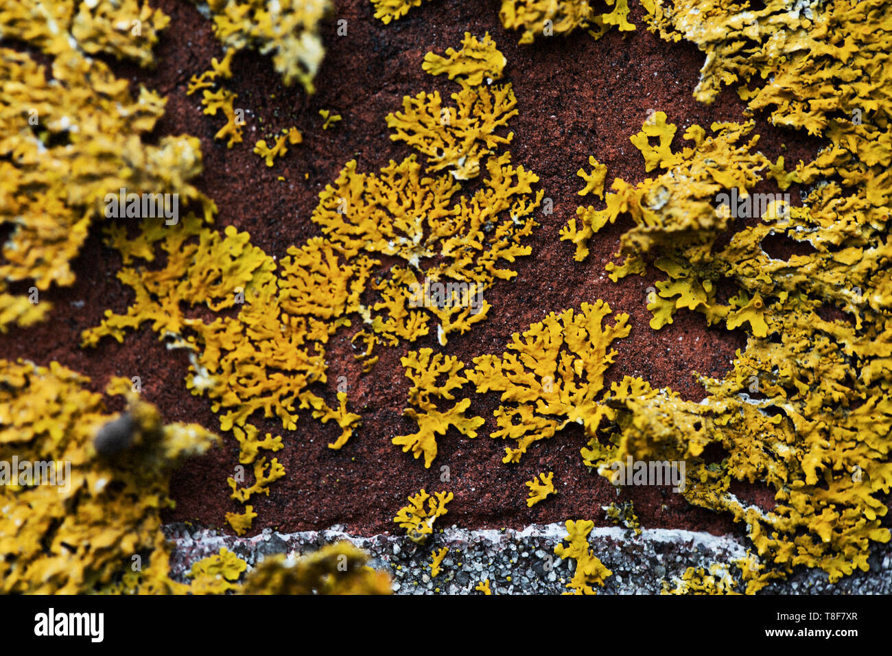 Moss growing on brick wall Stock Photo