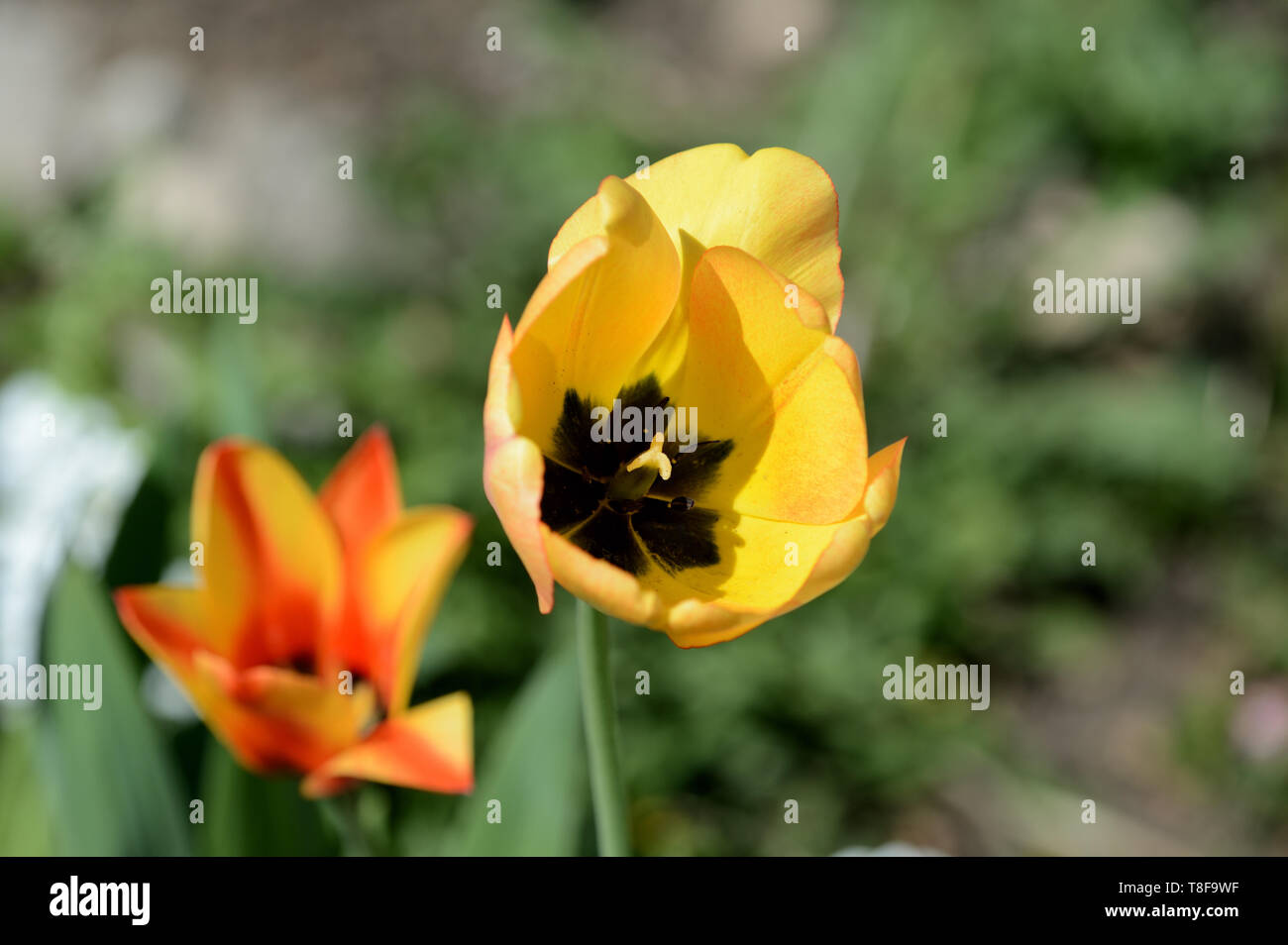 Yellow tulip close up in the spring garden on a bright day Stock Photo ...