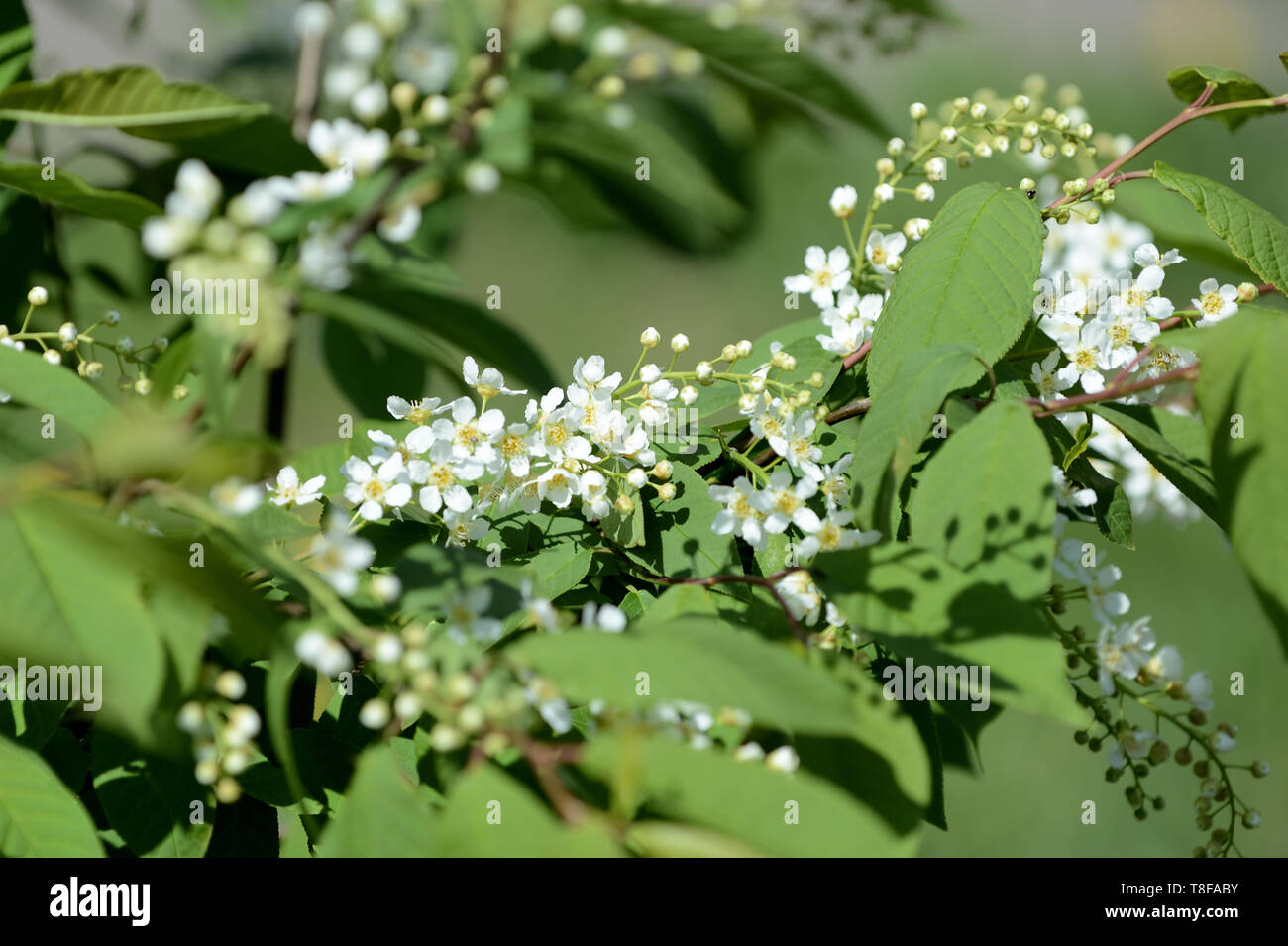 Hegg Tree Blossoming branches of a young bird cherry tree on a sunny spring day ...