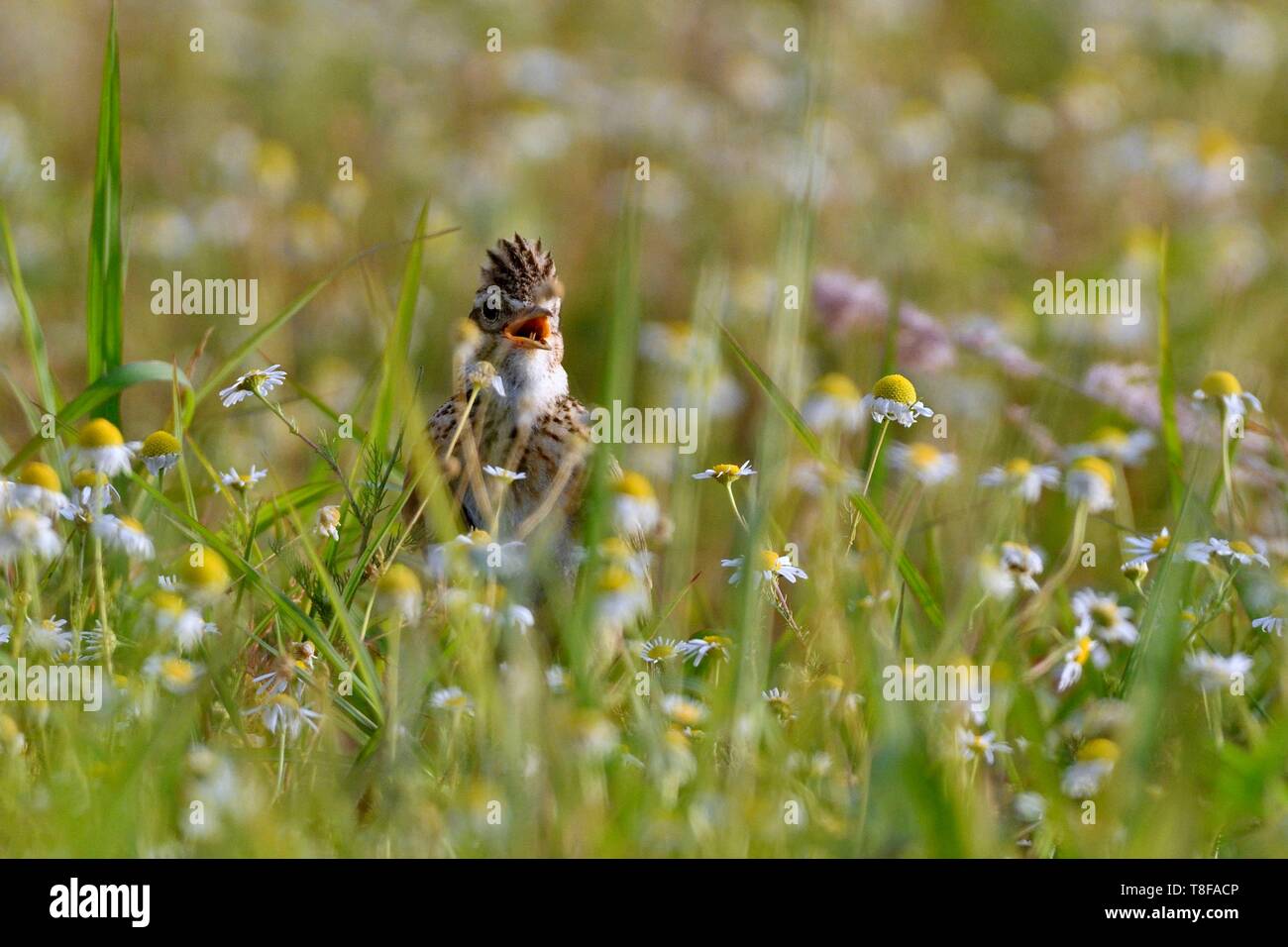 France, Doubs, Eurasian skylark (Alauda arvensis) on the ground, singing Stock Photo