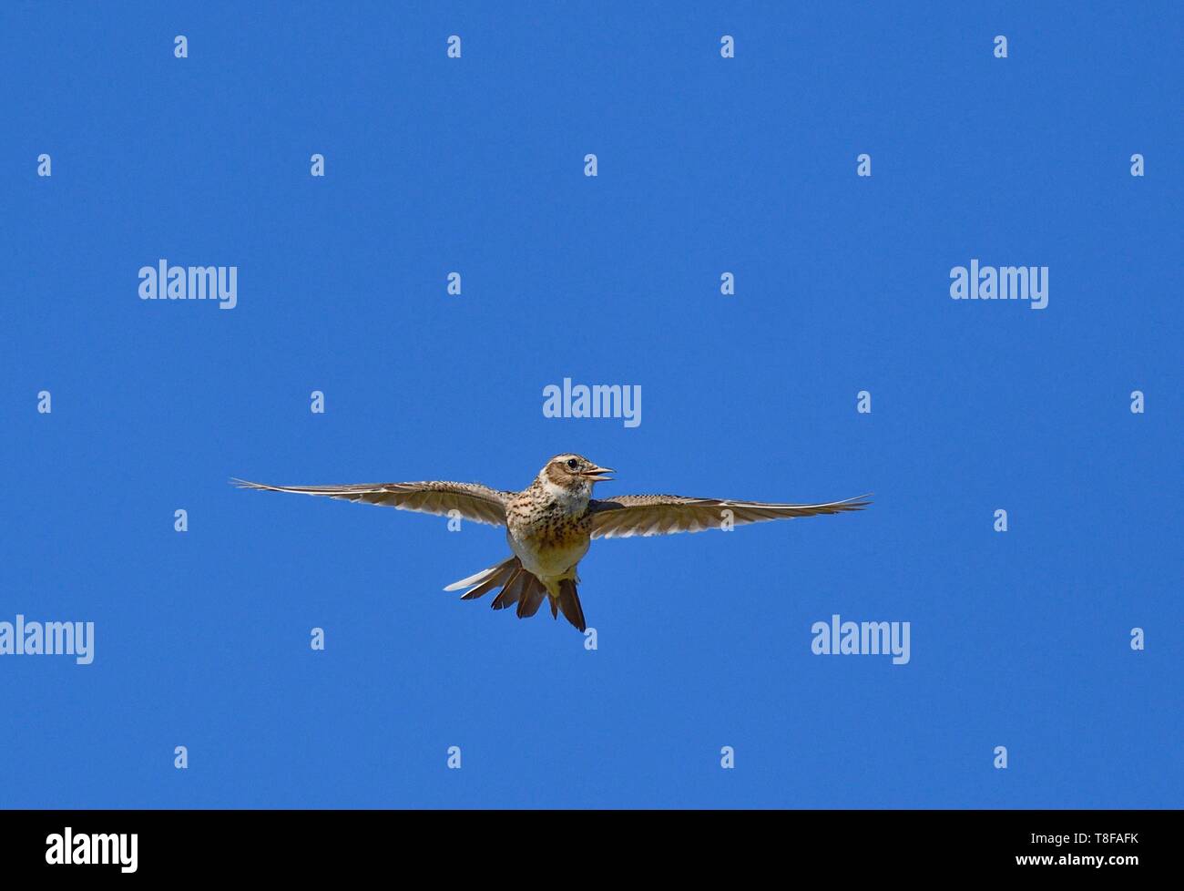 France, Doubs, Eurasian skylark (Alauda arvensis) in flight, singing Stock Photo