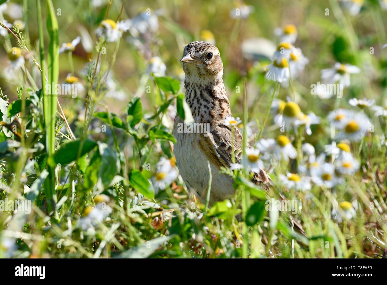 France, Doubs, Eurasian skylark (Alauda arvensis) on the ground Stock Photo