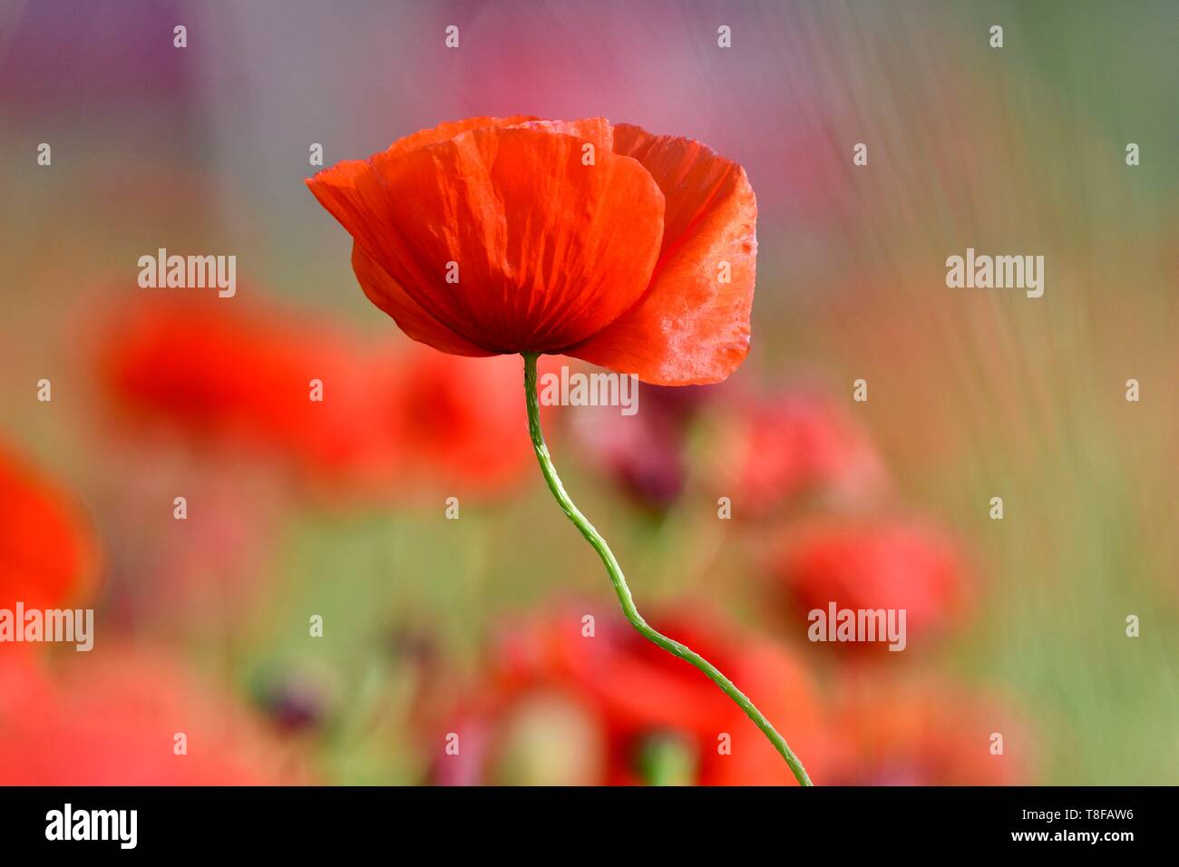 France, Lozere, Causse Mejean, flora, poppies Stock Photo
