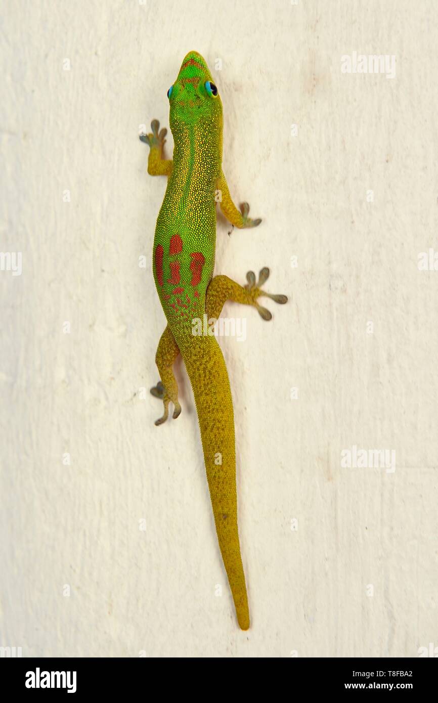 France, Mayotte island (French overseas department), Grande Terre, Nyambadao, gold dust day gecko (Phelsuma laticauda) Stock Photo