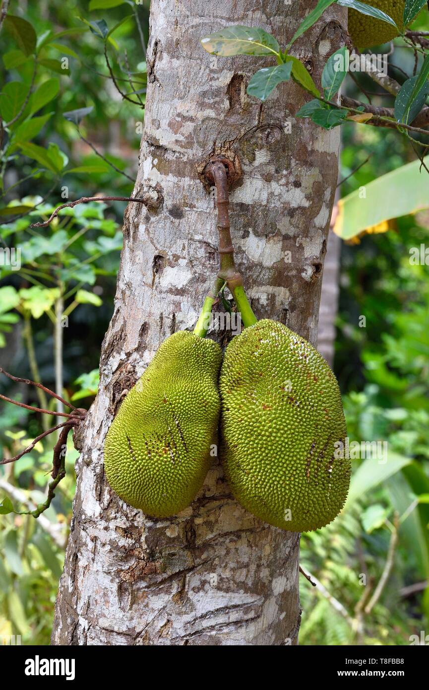 France, Mayotte island (French overseas department), Grande Terre, Ouangani, Jackfruit tree (Artocarpus heterophyllus) Stock Photo