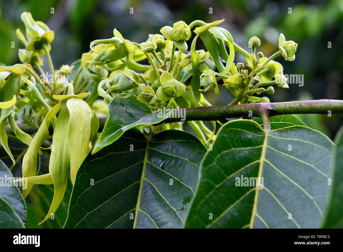France, Mayotte island (French overseas department), Grande Terre, Ouangani, ylang ylang (Cananga odorata) flowers on the tree Stock Photo