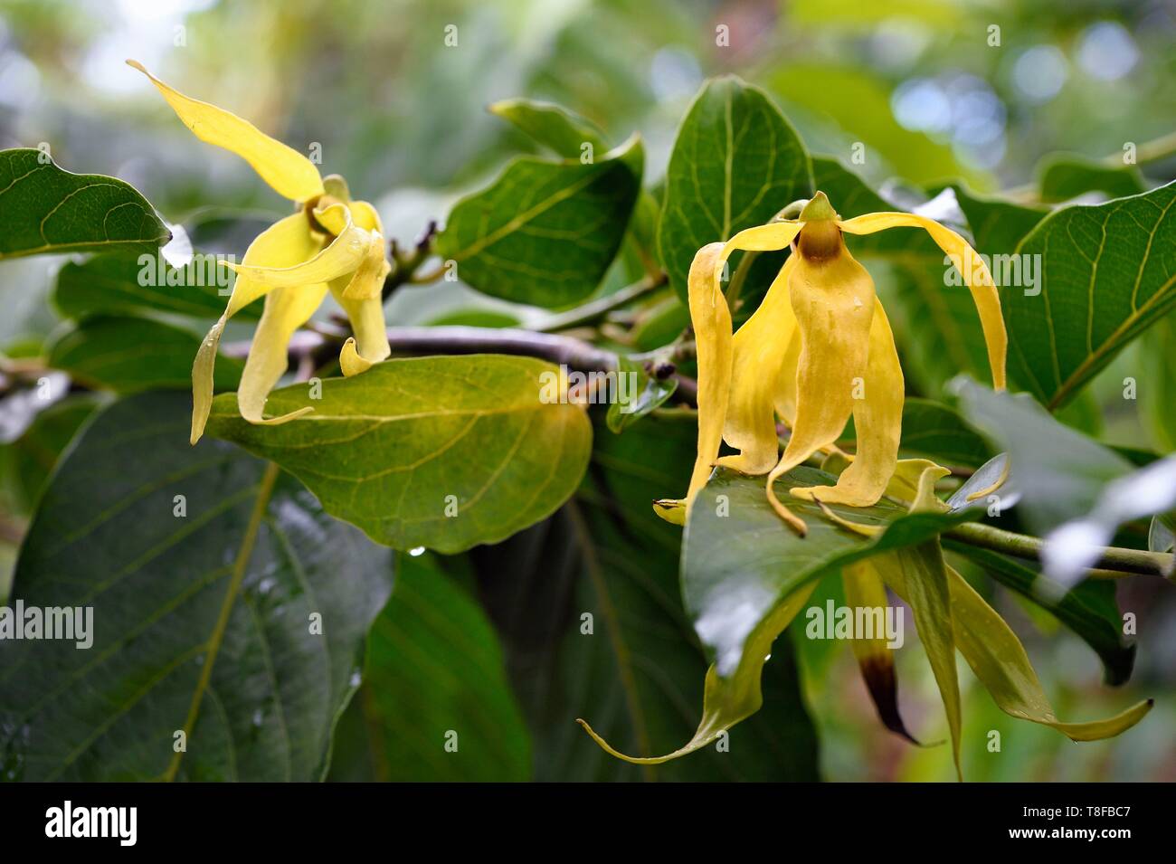 France, Mayotte island (French overseas department), Grande Terre, Ouangani, ylang ylang (Cananga odorata) flowers and their foliage Stock Photo