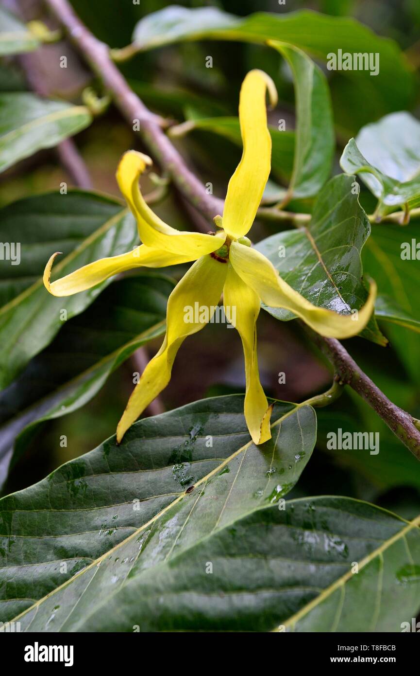 France, Mayotte island (French overseas department), Grande Terre, Ouangani, ylang ylang (Cananga odorata) flower and their foliage Stock Photo