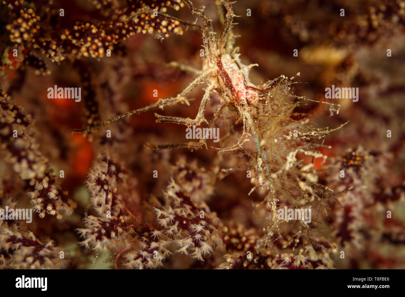 Closeup of skunk Cleaner Shrimp Lysmata Amboinensis, aka Scarlet cleaner Shrimp, Northern Cleaner Shrimp, near red tree sponge coral with white polyps Stock Photo