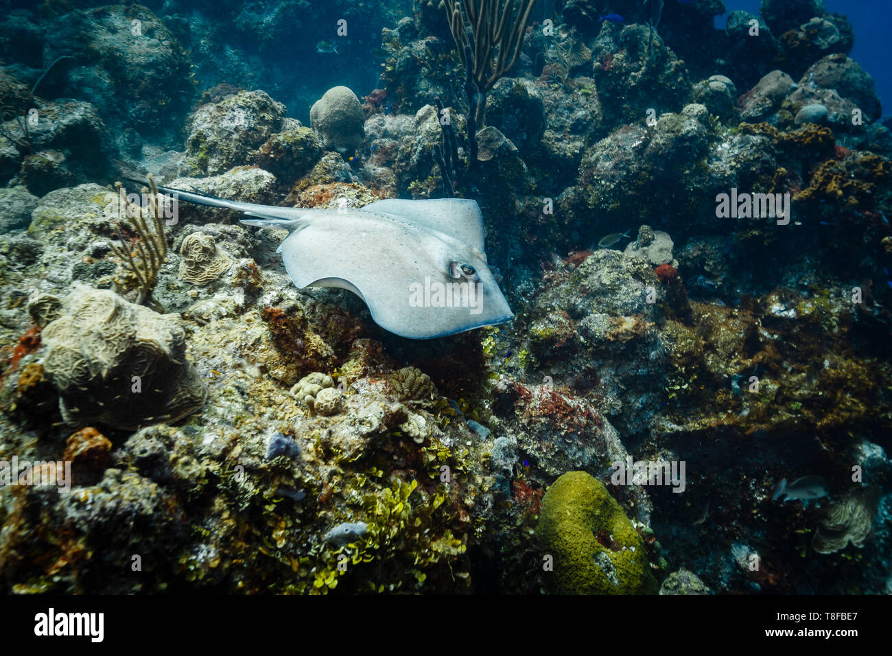 Southern Stingray, Dasyatis americana, glides over coral reef in mexico Stock Photo