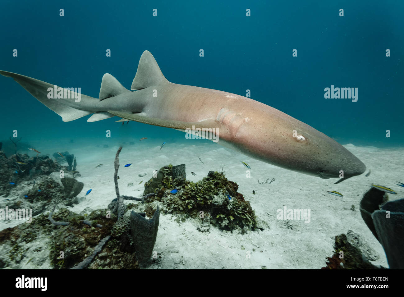 Close up of the side of a brown nurse shark, Ginglymostoma cirratum,  elasmobranch, Ginglymostomatidae, Stock Photo