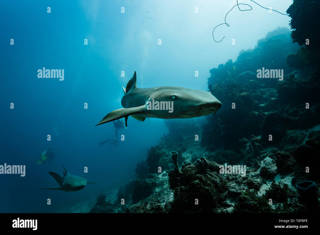 2 nurse sharks, Ginglymostoma cirratum,  elasmobranch, Ginglymostomatidae, swim on edge of coral reef Stock Photo