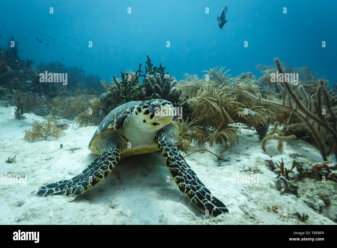 front view of hawksbill turtle,Eretmochelys imbricata, on sandy coral reef Stock Photo