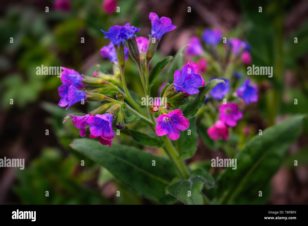 Pulmonaria flowers of different shades of violet in one inflorescence. Honey plant. The first spring flowers. Pulmonaria officinalis. Stock Photo