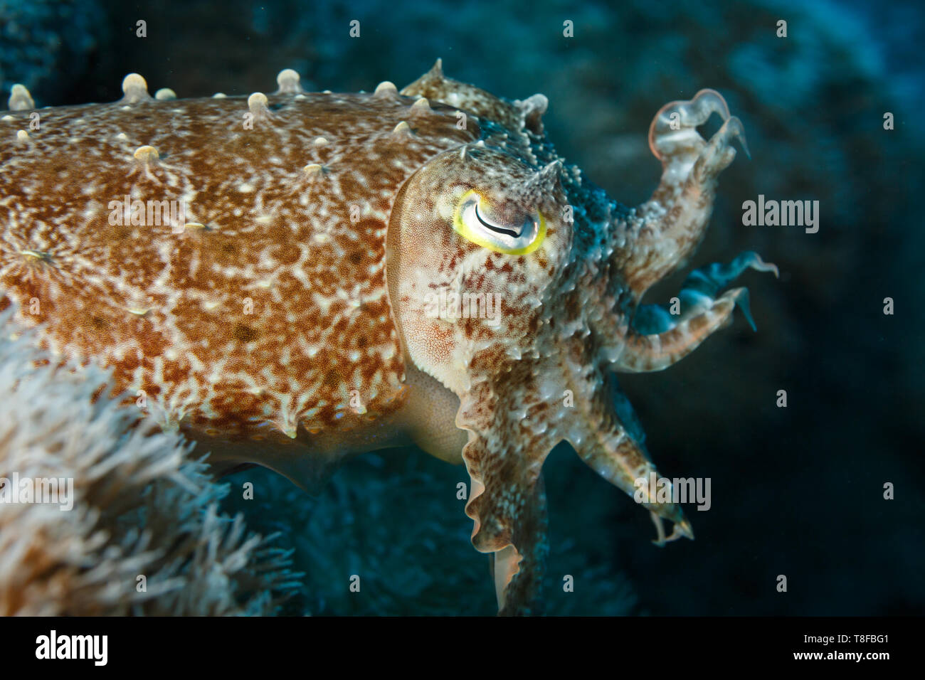 Closeup of the side and head of a European common cuttlefish, Sepia officinalis Stock Photo