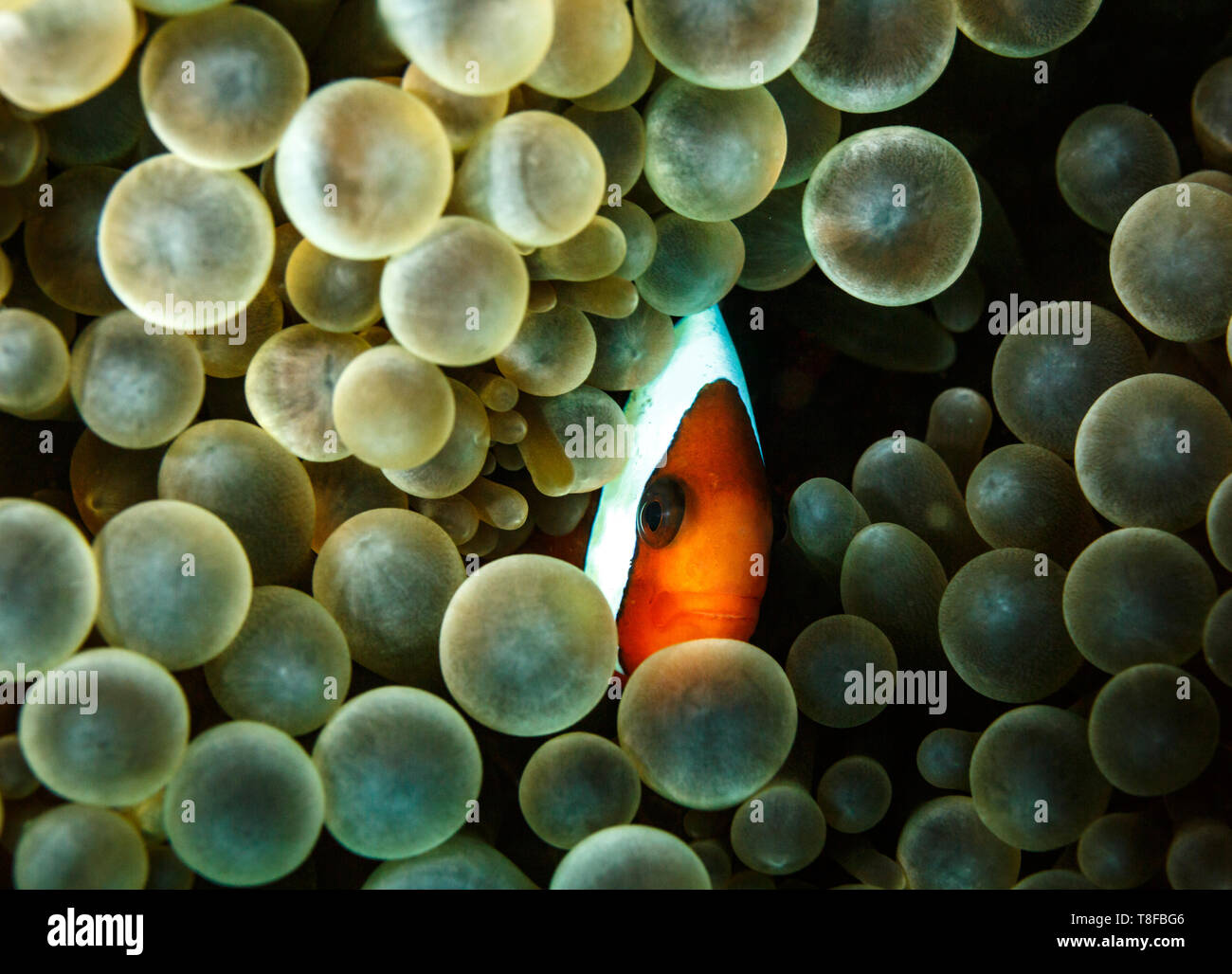 Peaking out from its hiding place in  bubble coral Pierogyra sinuosa, a clown anemonefish,  Amphiprion ocellaris, eyes diver Stock Photo