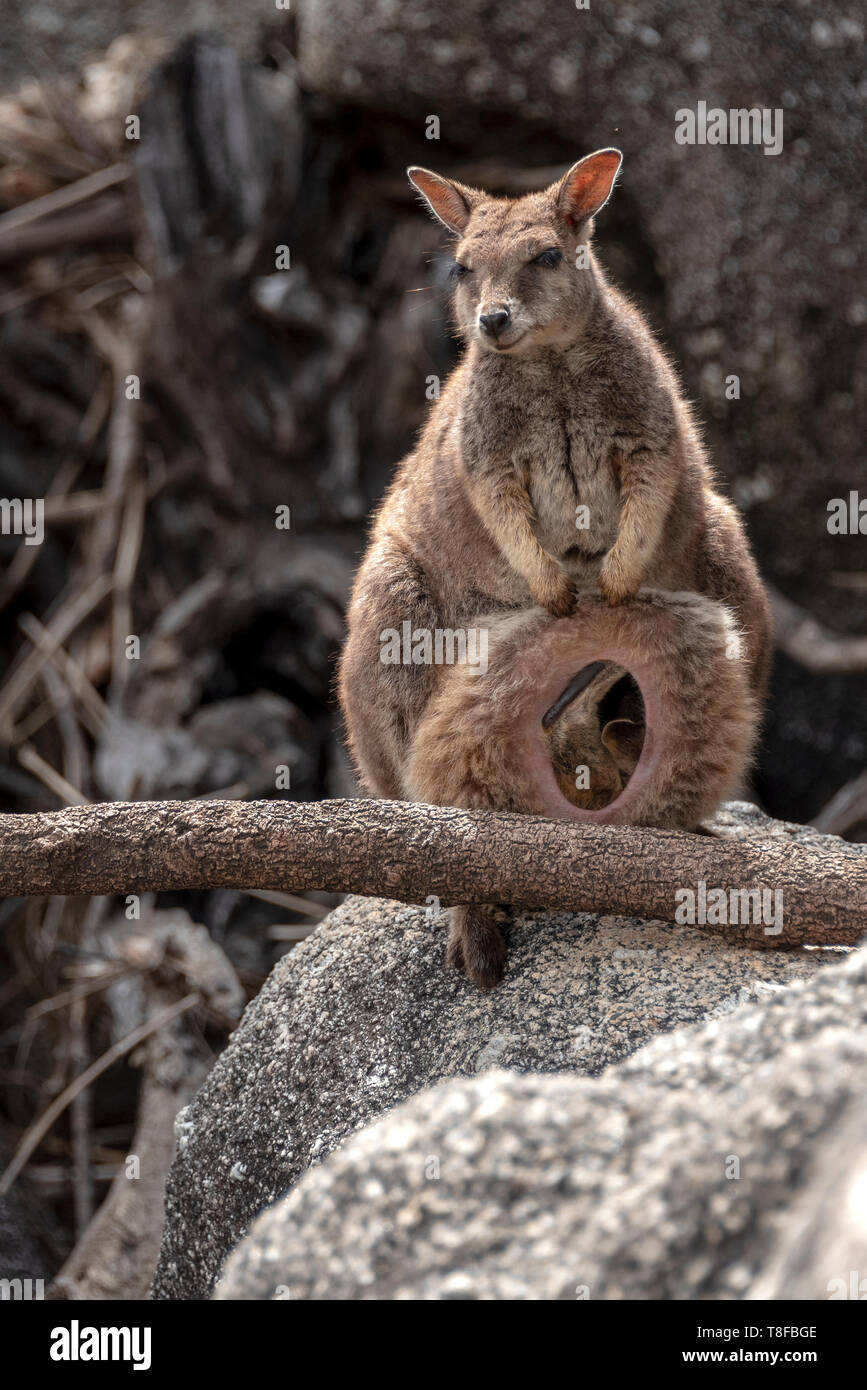 Dedicated unadorned rock wallaby mother and baby Stock Photo Alamy