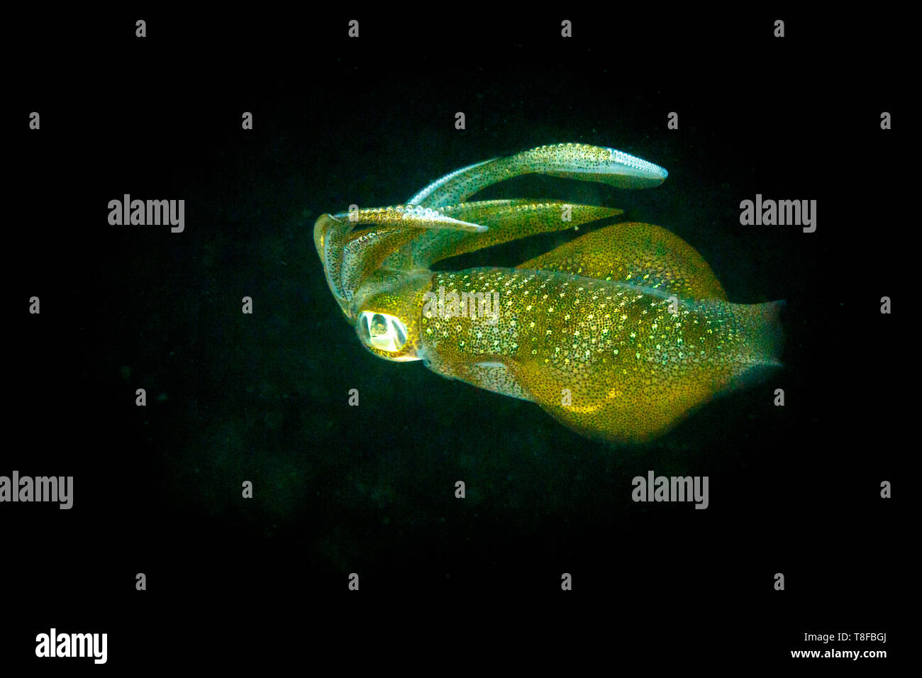 Closeup of the beautiful green and gold  Bigfin reef or oval squid, Loliginidae ,(Sepioteuthis lessoniana) Stock Photo