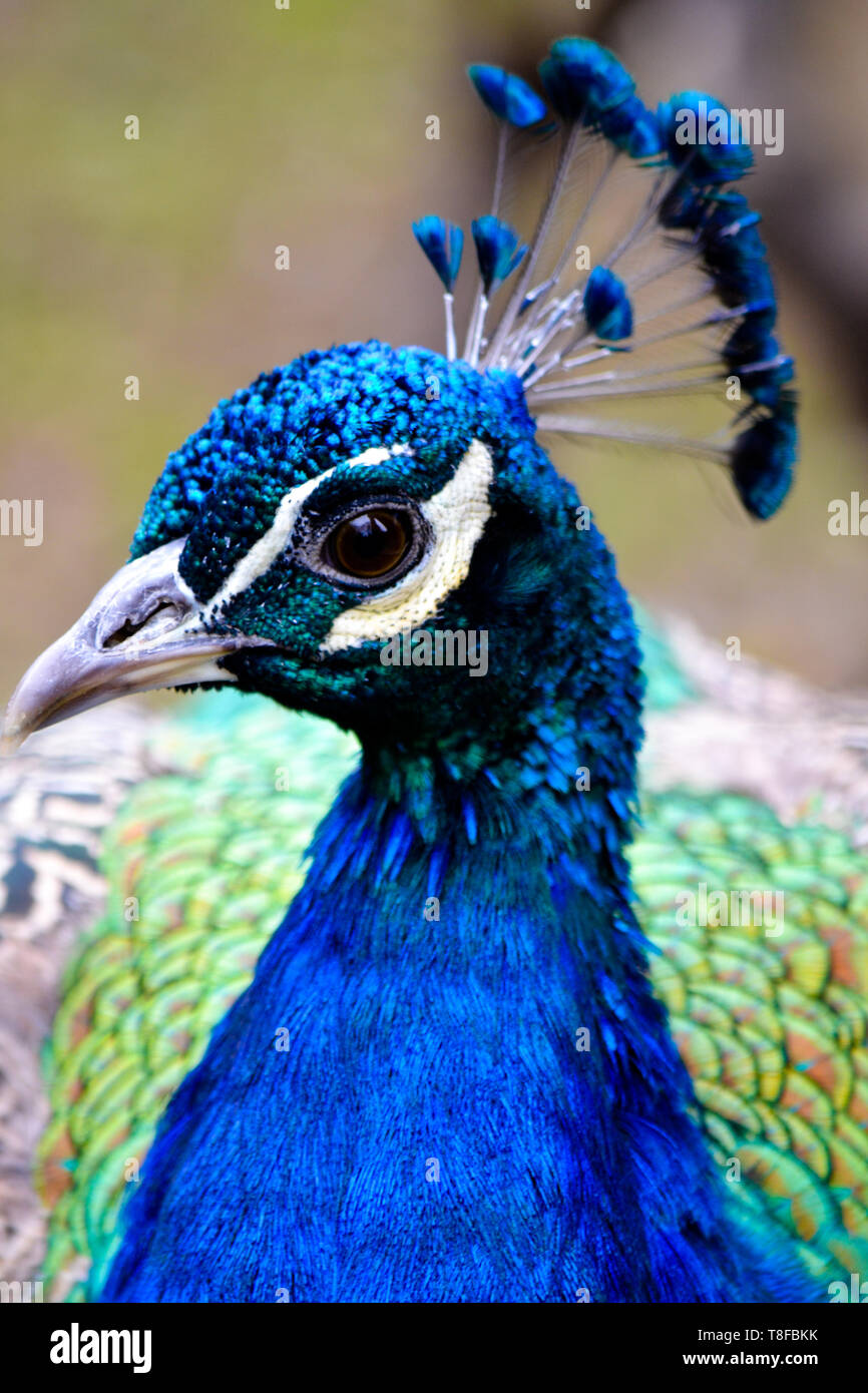 Blue peacock Stock Photo