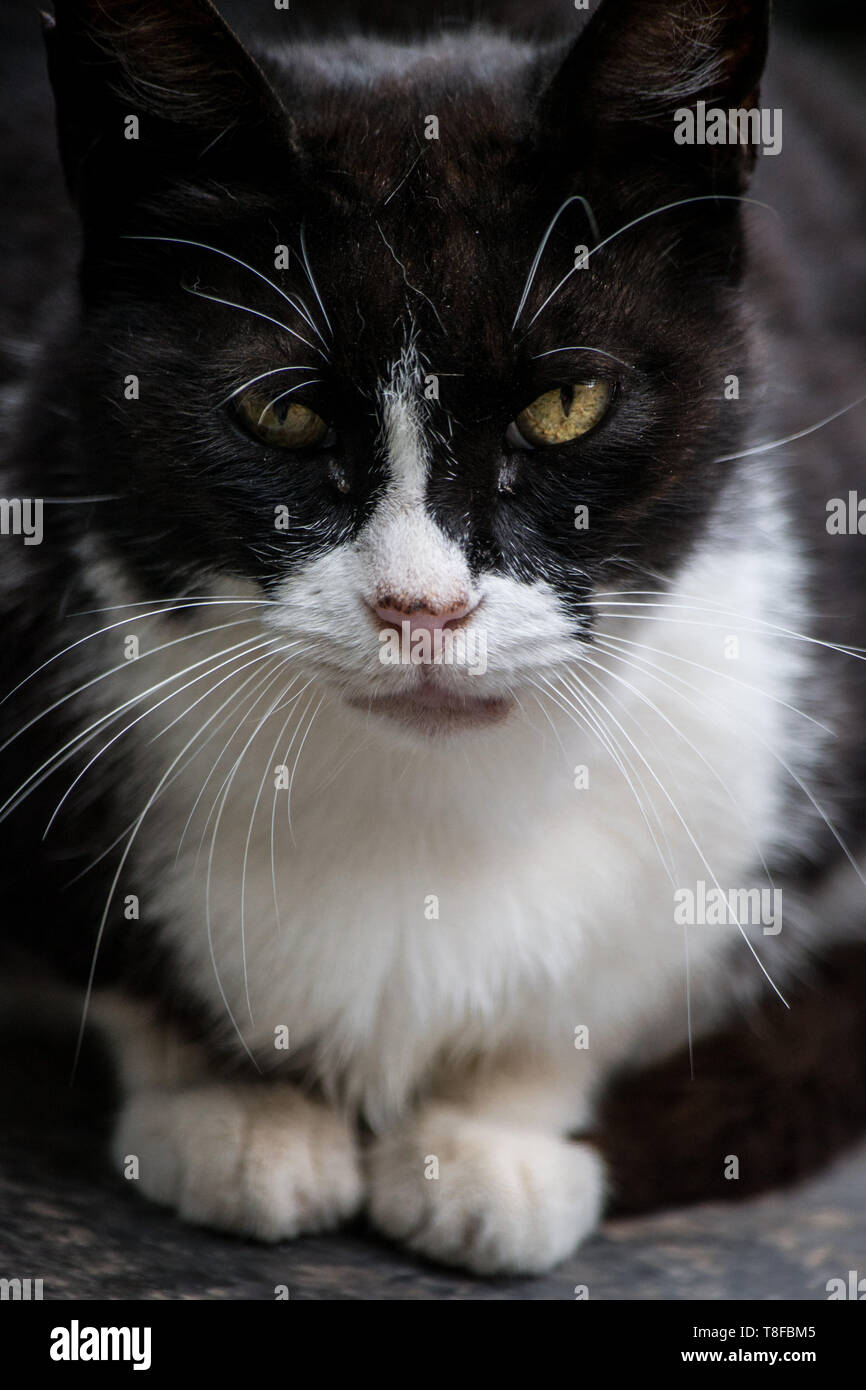 Angry cat Stock Photo