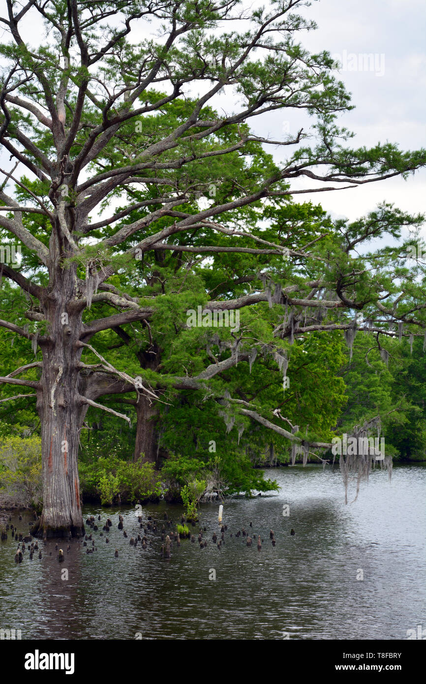 An old cypress tree slowly dying along a waterway of North Carolina's Inner Banks in the town of Edenton. Stock Photo