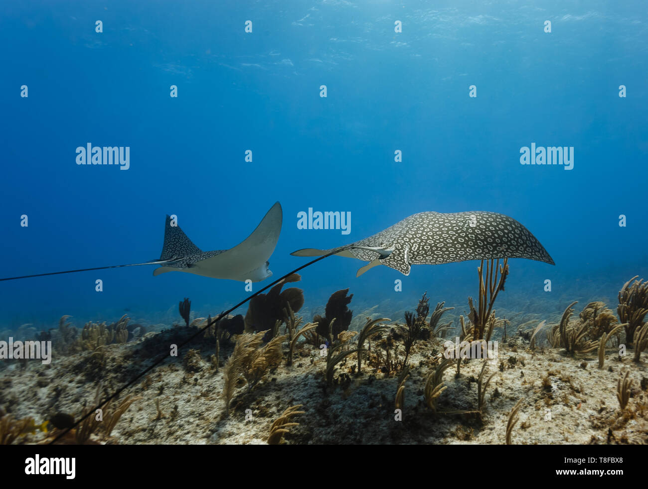 Pair of giant spotted eagle rays,,Aetobatus narinari,   with long whip tails  glide across colorful coral reef Stock Photo