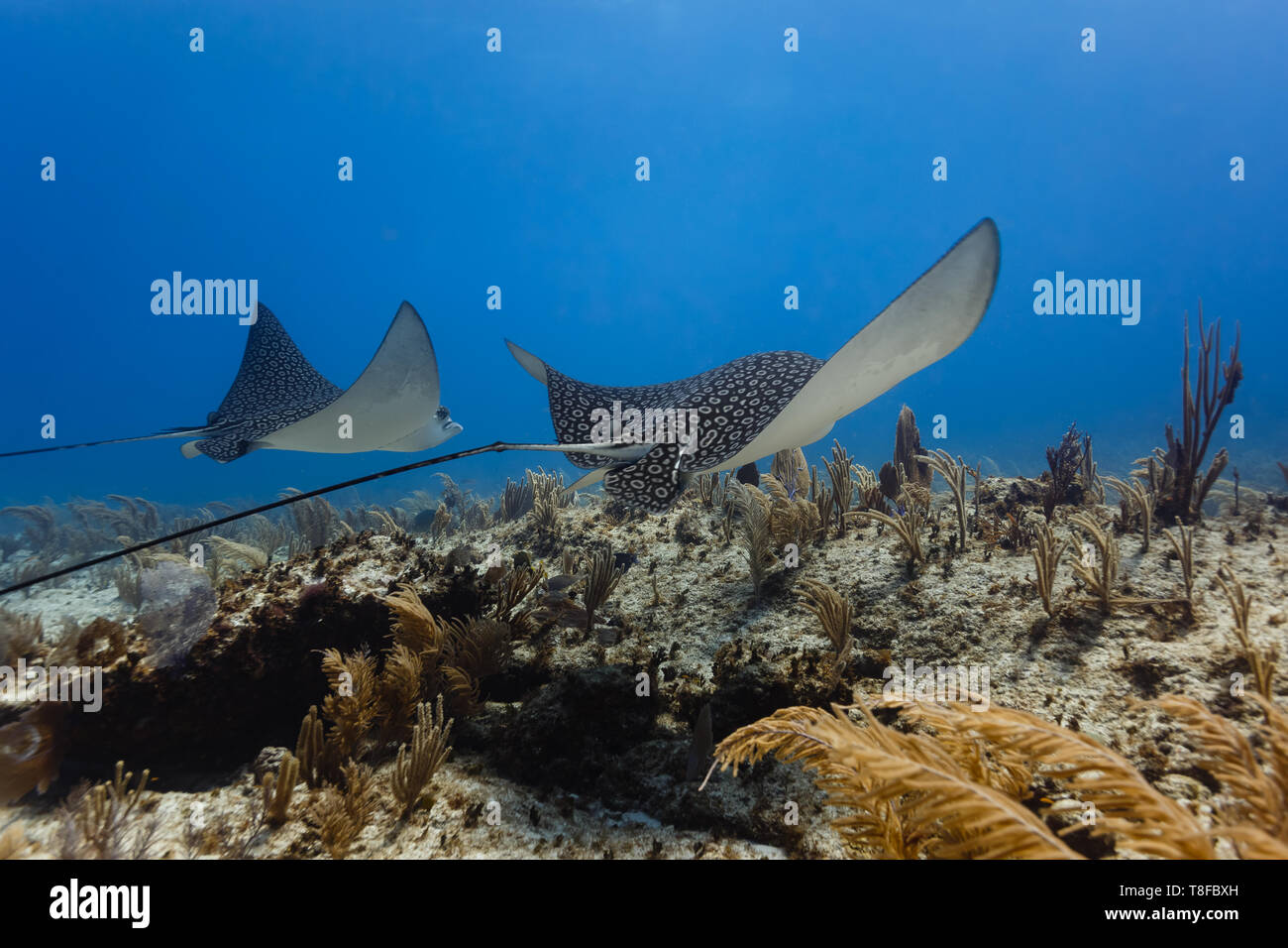 Pair of giant spotted eagle rays,  ,Aetobatus narinari, glide across sea plumes and sea fans on  coral reef Stock Photo