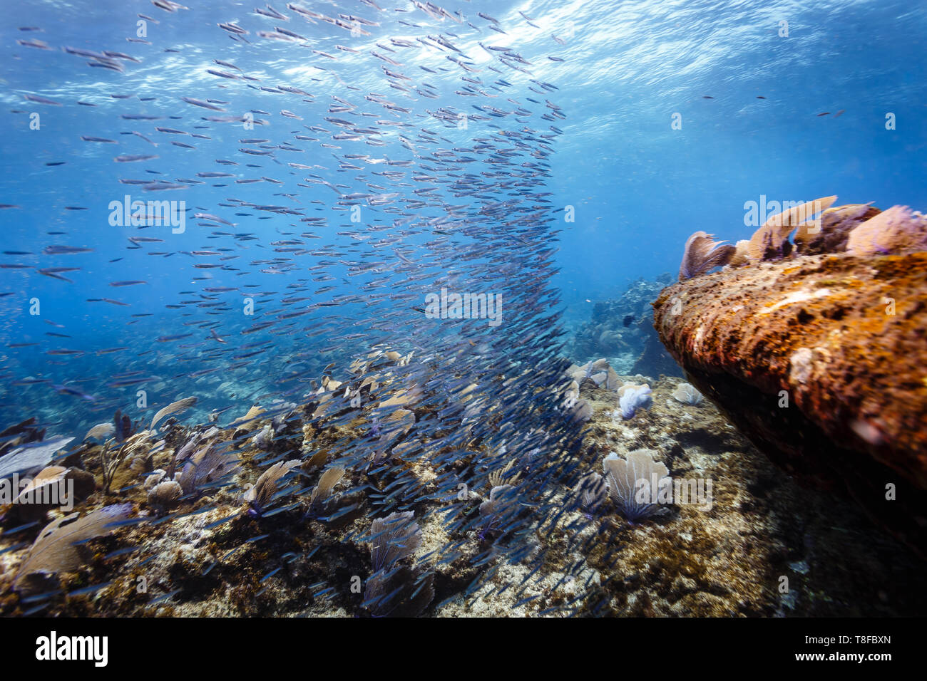 School of anchovy fish, Anchoa mitchilli, swimming across colorful reef in strong current with  sea fans bent over Stock Photo
