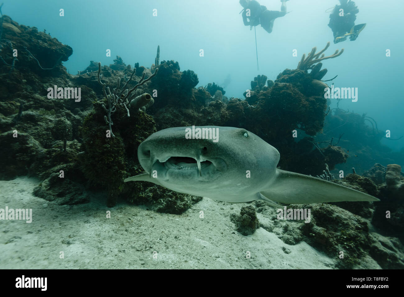 Close up of nurse shark, Ginglymostoma cirratum, face and mouth Stock Photo