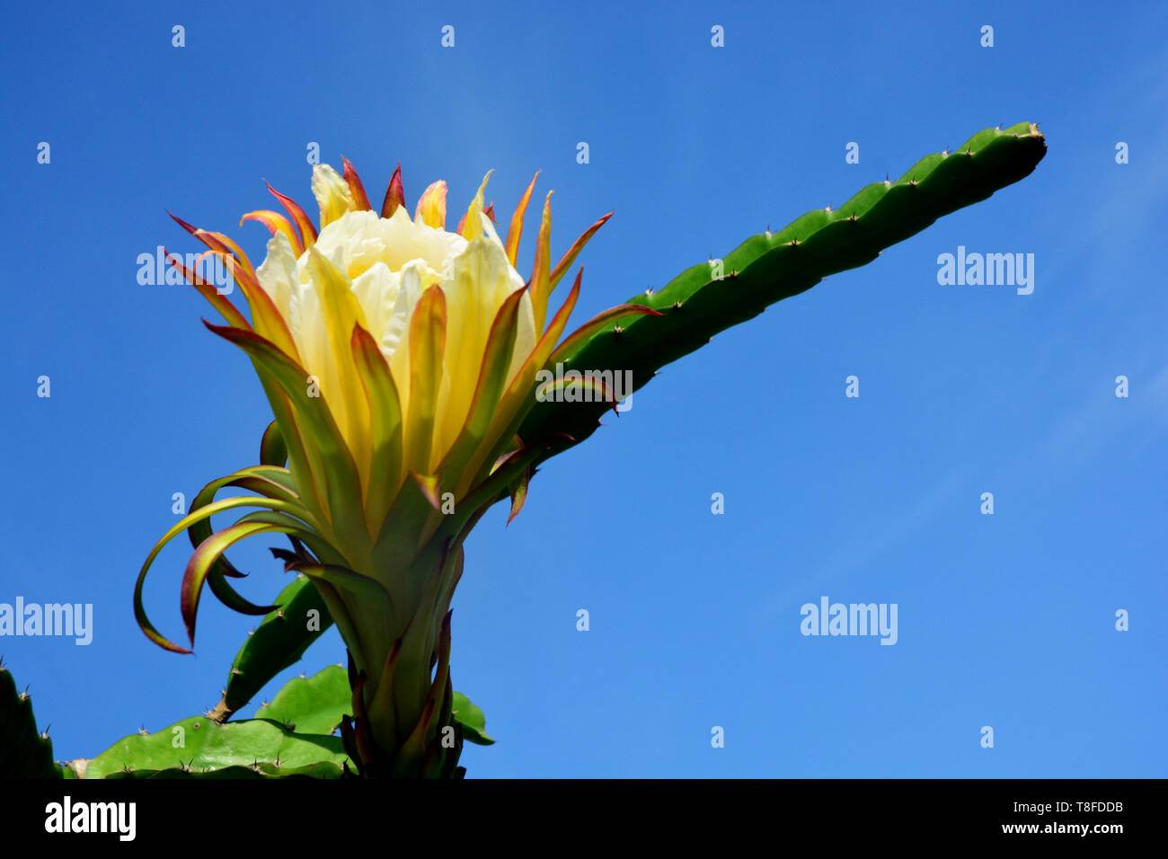 dragon fruits flower, note select focus with shallow depth of field Stock Photo Alamy
