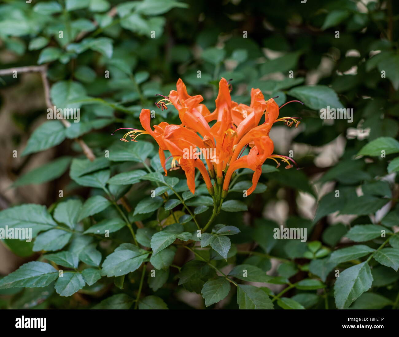 Bright orange colored blooms isolated against a dark green foliage background iage with copy space Stock Photo