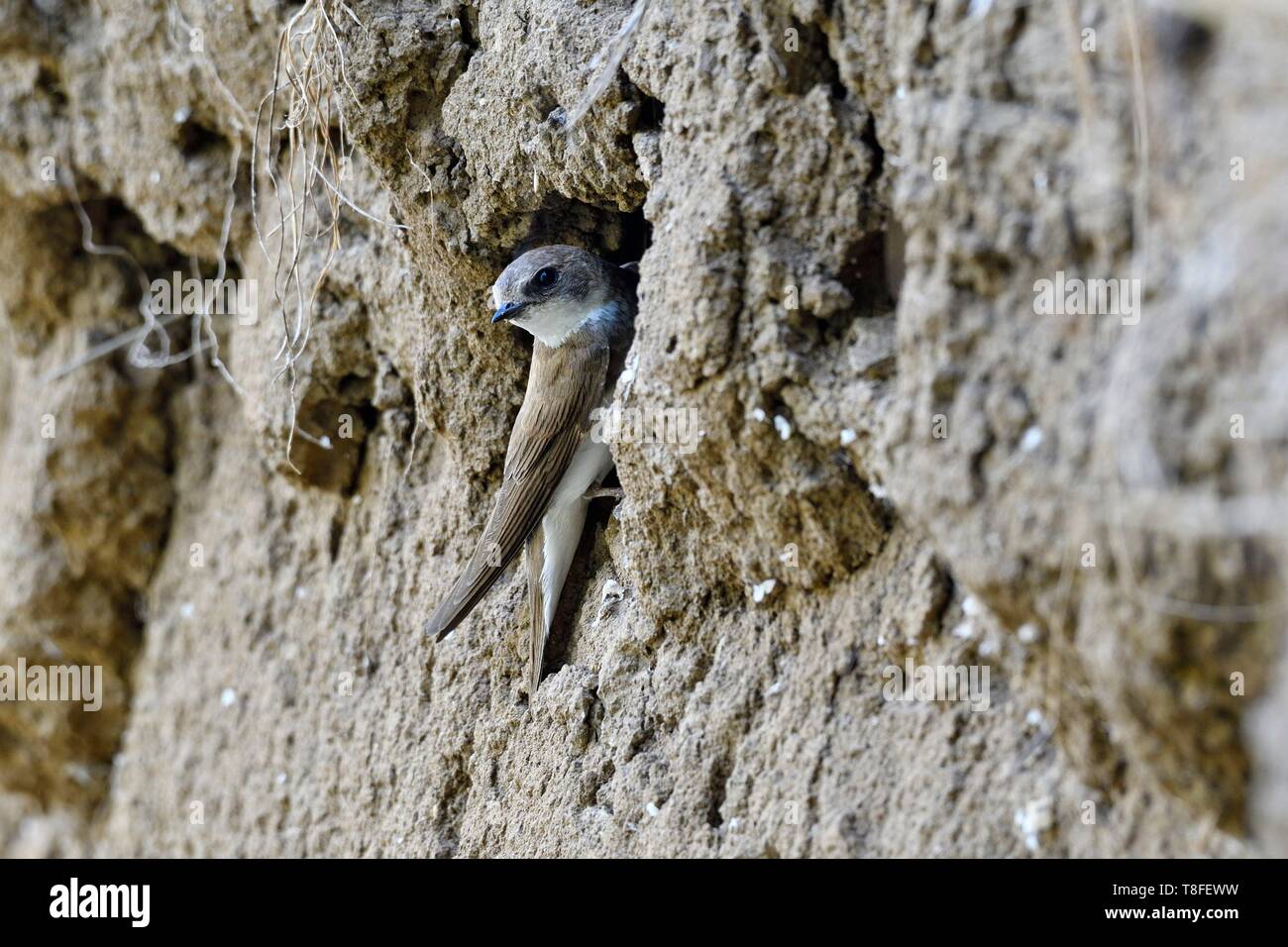 Bank swallow nest hi-res stock photography and images - Alamy