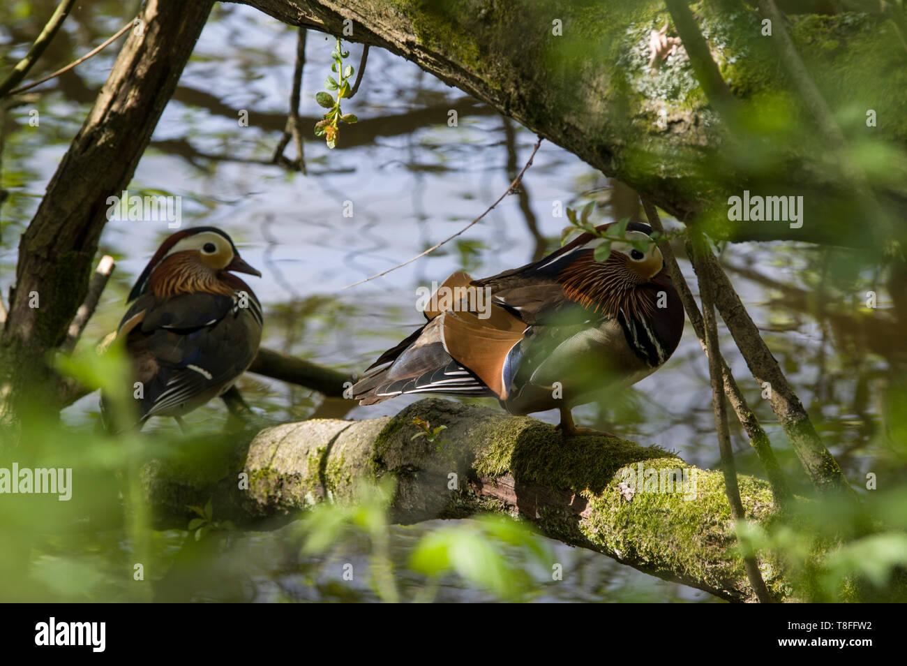 Mandarin Ducks Aix galericulata sleeping or in repose on tree branches in a park in North London next to a lake in Trent Park Stock Photo