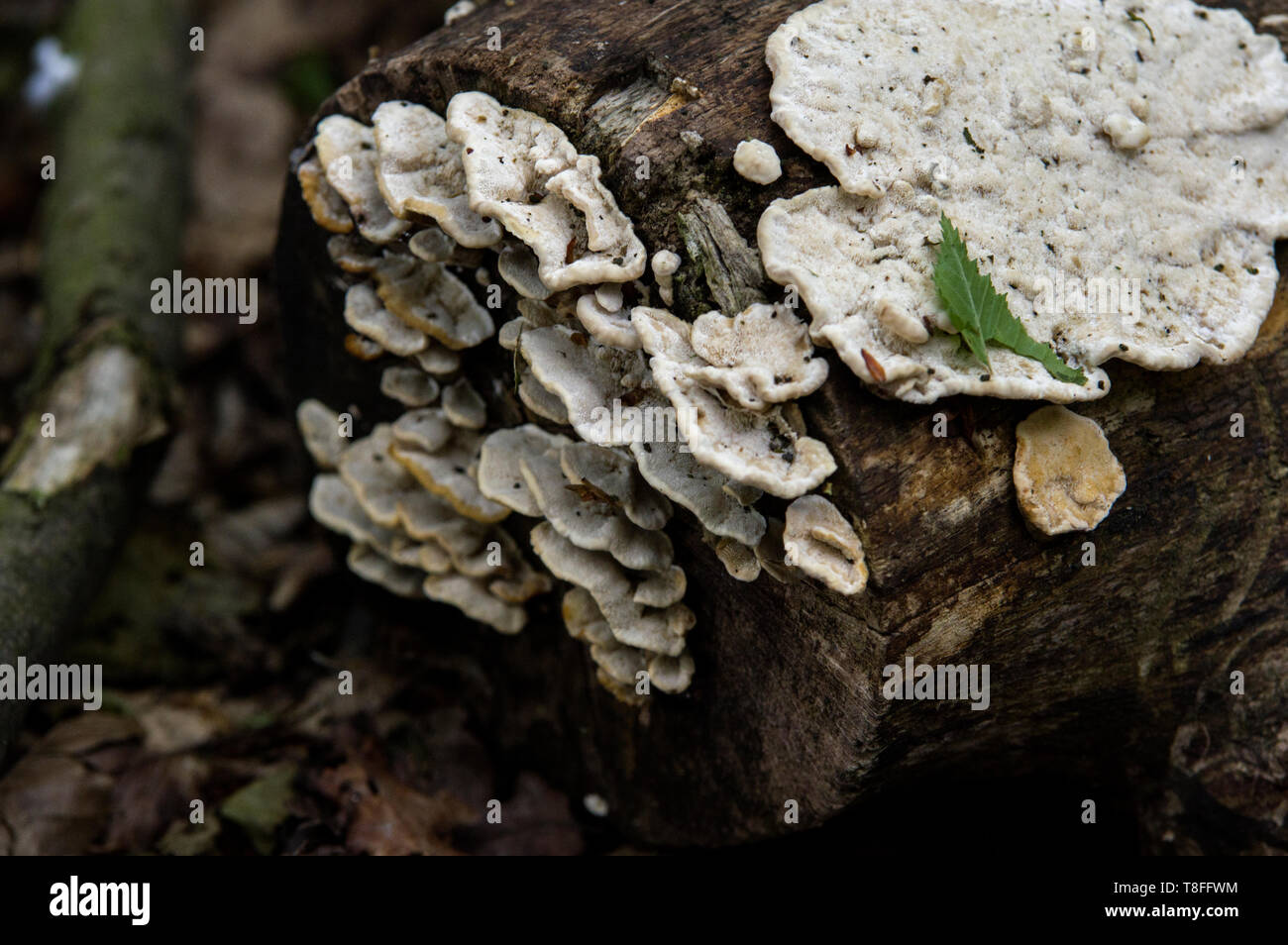 stereum hirsutum Hairy Curtain Crust mushrooms - Do not eat any fungi that has not been properly identified by a professional - some are DEADLY Stock Photo