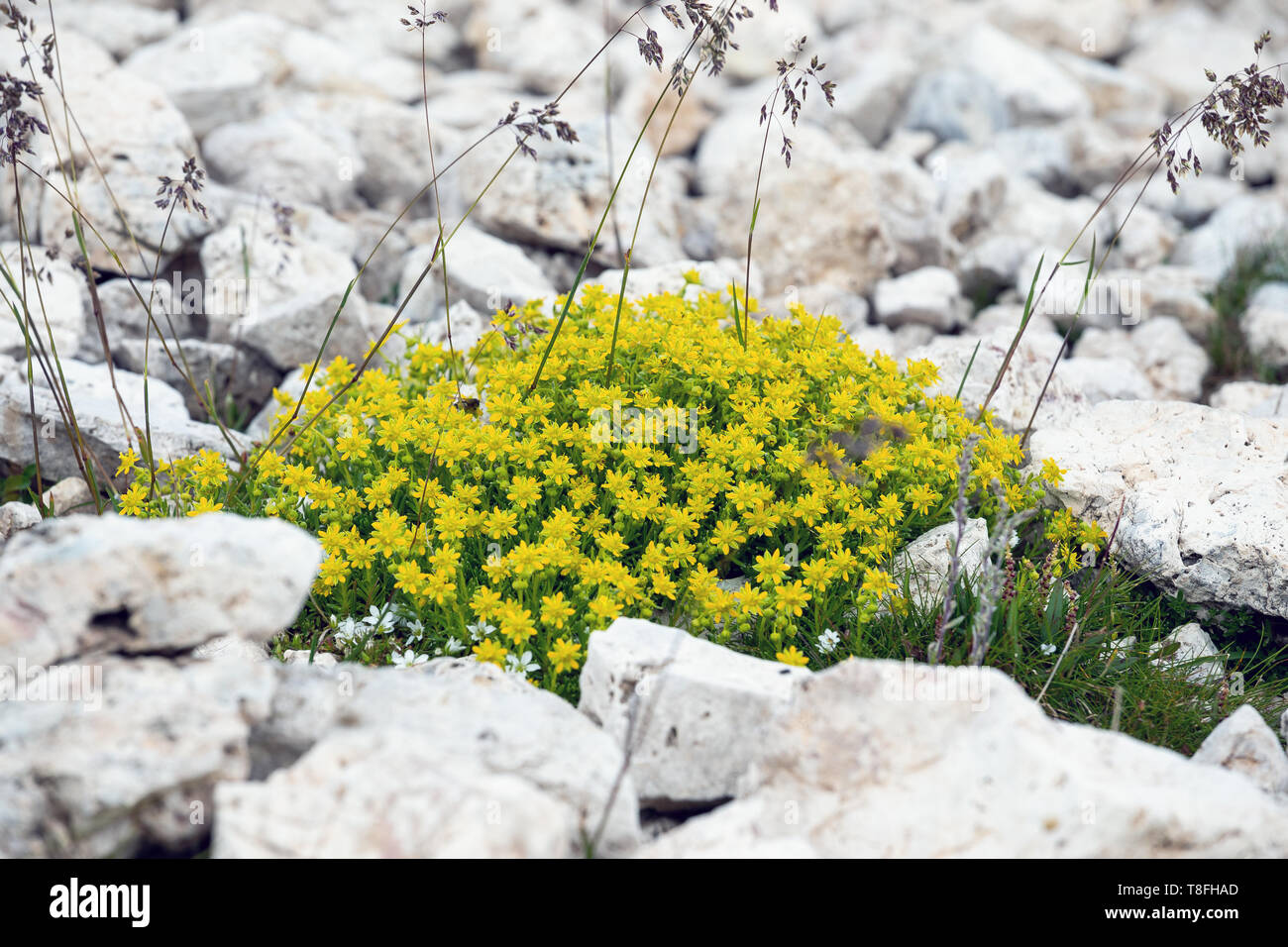 Saxifraga aizoides (yellow mountain saxifrage / yellow saxifrage) on limestone rocks. Mountain flowers. The Dolomites. Italian Alps. Stock Photo