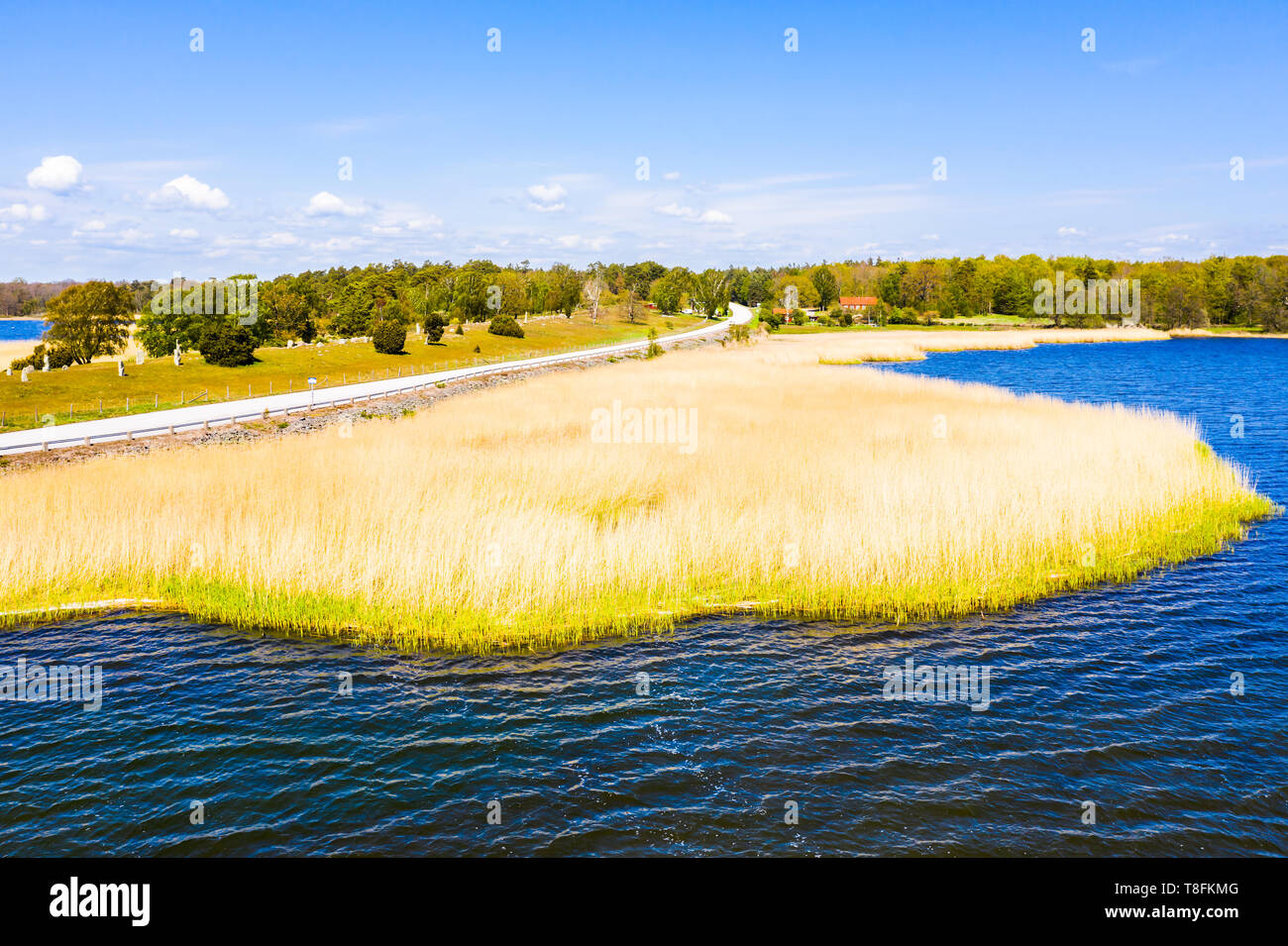 Yellow reed bed beside road in spring. Ancient grave field in the background. Hjortahammar in Blekinge, Sweden. Stock Photo