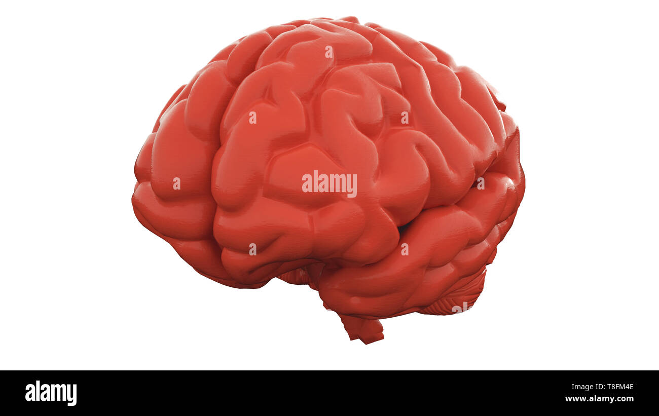 Orange Human brain on white background. Anatomical Model, 3d ...