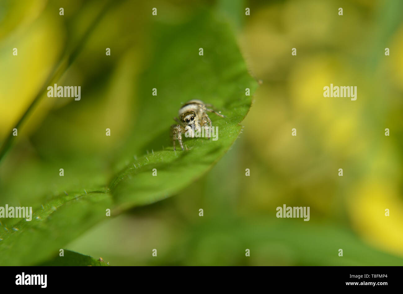 Tiny jumping spider (zebra back spider, lat. Salticus scenicus) lurking on a leaf, intentional blur Stock Photo