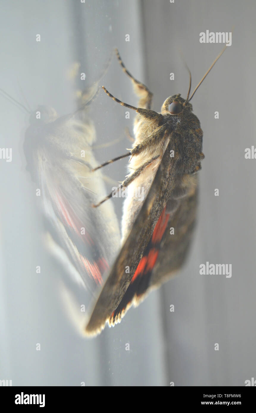 French red underwing moth (catocala elocata) on a window glass, trapped inside, throwing a reflection on the glass Stock Photo