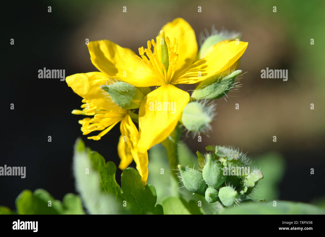 Chelidonium majus, commonly known as greater celandine, nipplewort, swallowwo] or tetterwort - an invasive plant used in herbal medicine Stock Photo